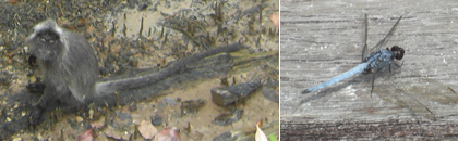 Wildlife in Bako