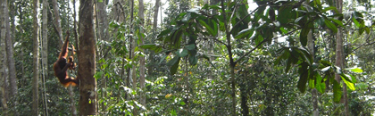 Semenggoh Wildlife Rehabilitation Centre