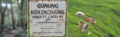 Trekking and Tea in the Cameron Highlands